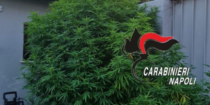 San Sebastiano al Vesuvio: carabinieri trovano pianta di marijuana di tre metri in una casa