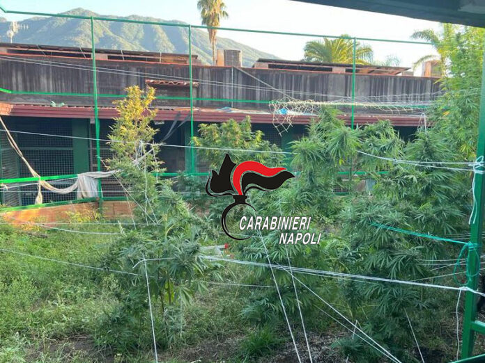 Sant’Anastasia: ex canile alimentato con elettricità rubata, trasformato in una serra per la coltivazione di cannabis