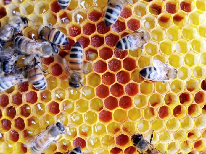 Miele sintetico, no grazie. L’Asnapi punta il dito contro gli esperimenti americani