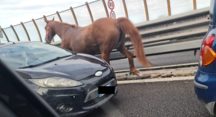 Cavallo scappa e finisce in autostrada: momenti di apprensione sulla Tangenziale di Napoli