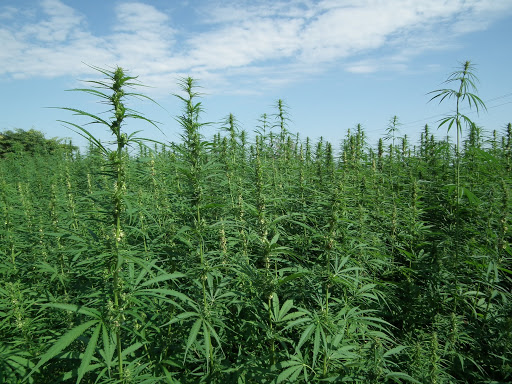 Somma Vesuviana: Cannabis coltivata nel terreno vicino casa, 72enne arrestato dai Carabinieri